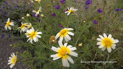 Chrysanthemum coronarium y Echium vulgare