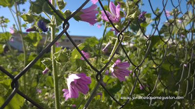 Flor de Malva Sylvestris, mala hierba