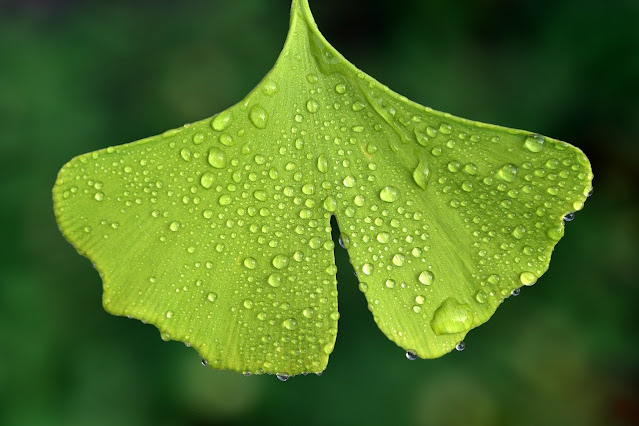 Hoja de Ginkgo biloba