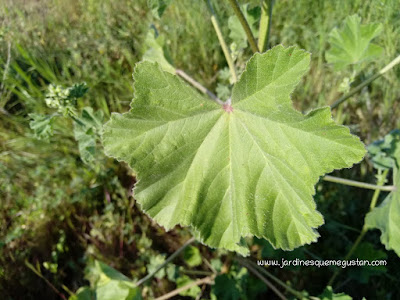 Hoja de Malva Sylvestris, mala hierba