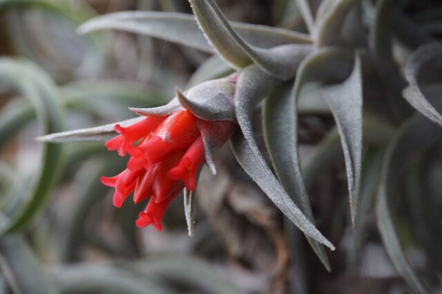 Floración de tillandsia