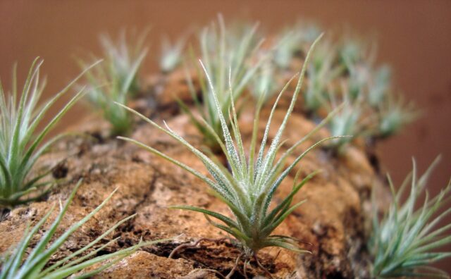 Grupo de tillandsia