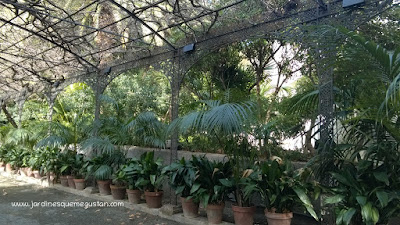 Kentia junto aspidistra en la Costa del Sol