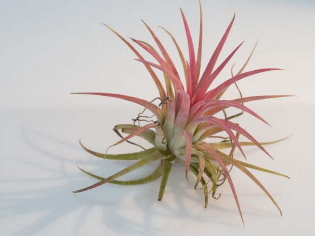Planta de aire o tillandsia