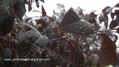Ciruelo japones (Prunus cerasifera var. Nigra)