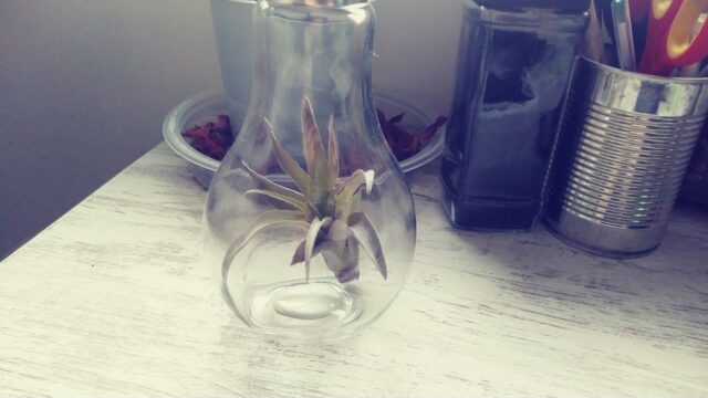 Tillandsia en un recipiente transparente