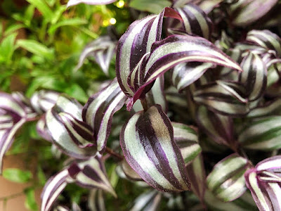 Tradescantia zebrina