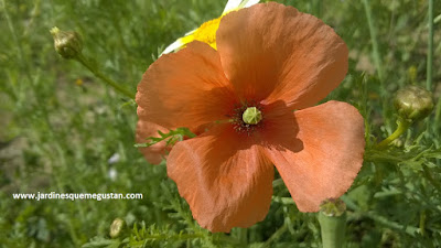 ¡Esto no son malas hierbas! ¡Esto no son malas hierbas!