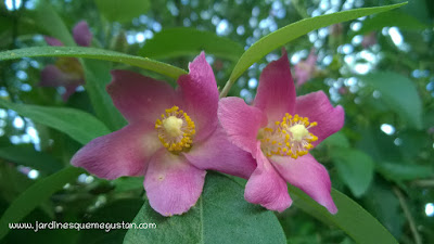 Flor de lagunaria