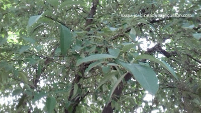 Lagunaria patersonia