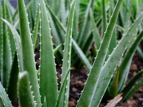 Aloe vera Aloe vera