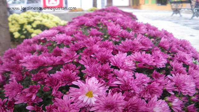 Crisantemo en un parterre