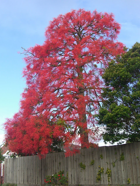 El árbol rojo (Brachychiton acerifolius)