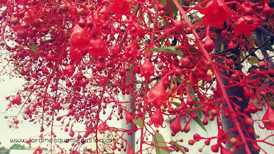 Floración de Brachychiton acerifolius