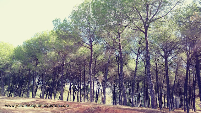 Bosque de Pinos