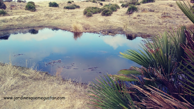 El cielo reflejado en un estanque