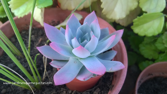 Echeveria Echeveria