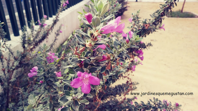 Flores cubierta vegetal tanque de tormentas