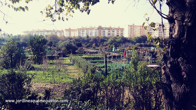 Huertos urbanos