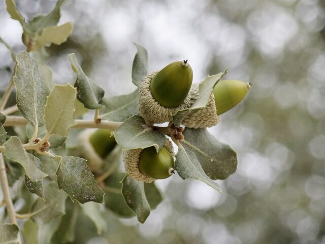 Generaci n Quercus Jardines Que Me Gustan