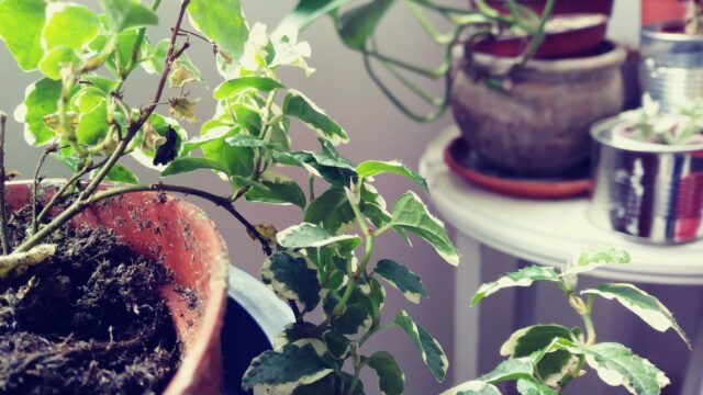 Una planta para un terrario