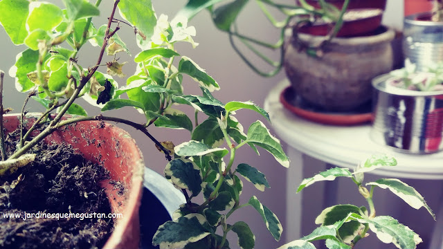 Una planta para un terrario