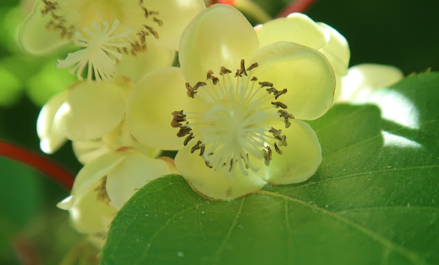 Almas gemelas de la botánica