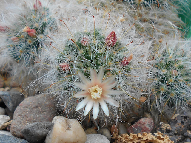 Cultivo del cactus “en polvo”