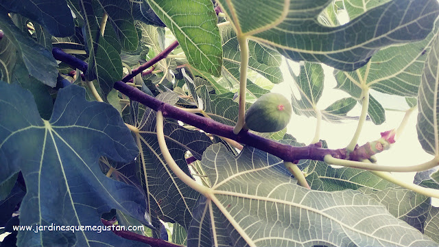 Frutos que no llegan