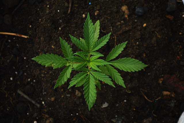 El origen de la simetría vegetal