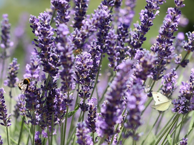 Cómo podar lavanda cada año