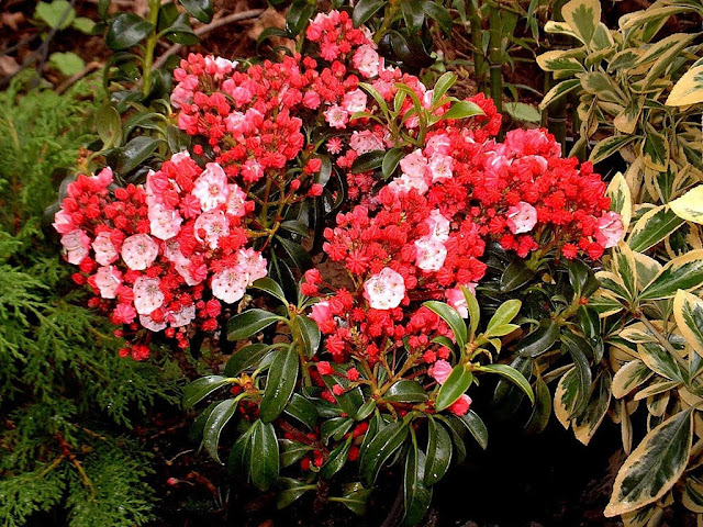 Kalmia latifolia
