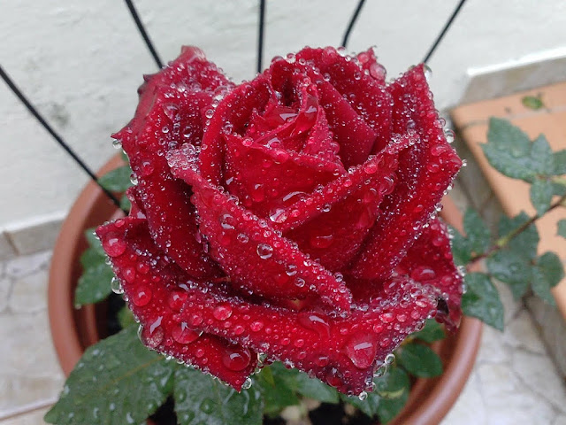 Rosa
