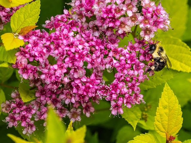 Spiraea japonica