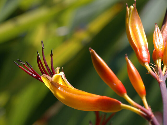 Flor de Phormium