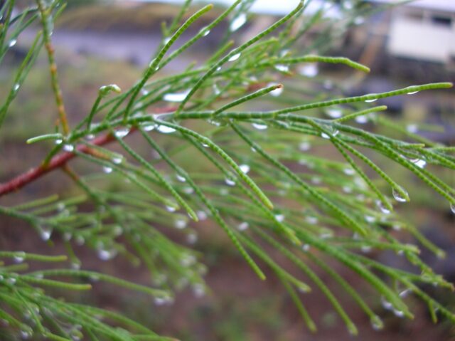 Gotas de agua salada en la punta de las ramas