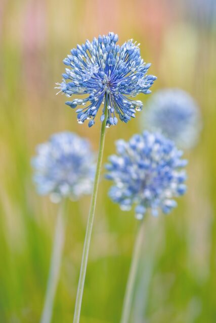 Inflorescencia de Allium