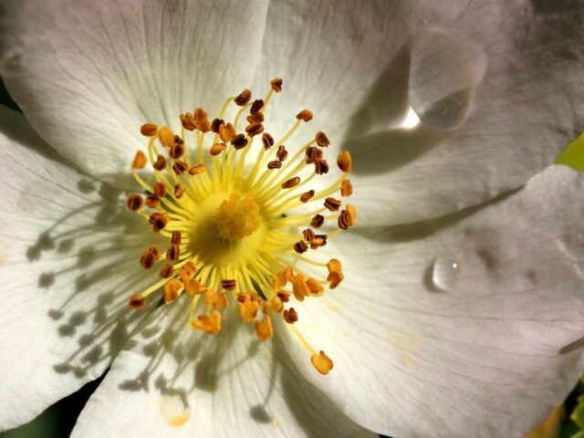 Las hormonas intervienen en la formación de flores