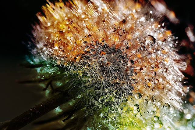 Las hormonas son moléculas que trabajan como mensajeros de las plantas