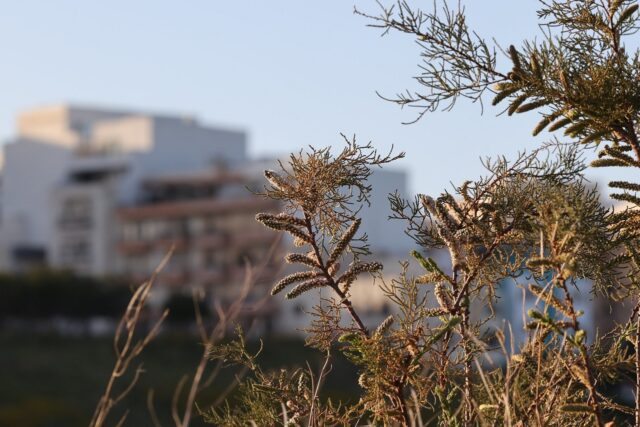 Tamarix africana en el entramado urbano