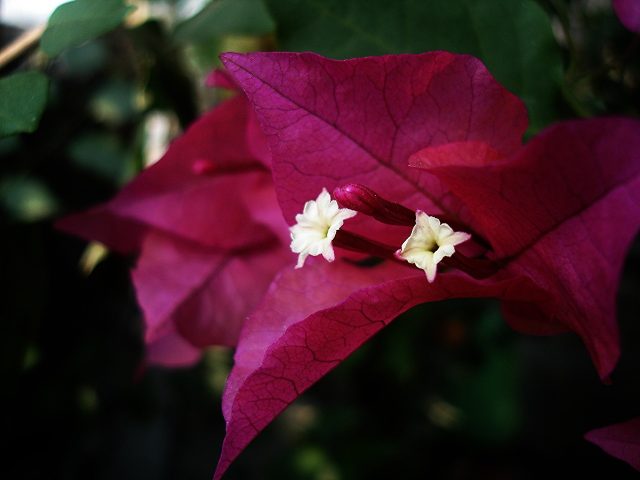 Bougainvillea peruviana