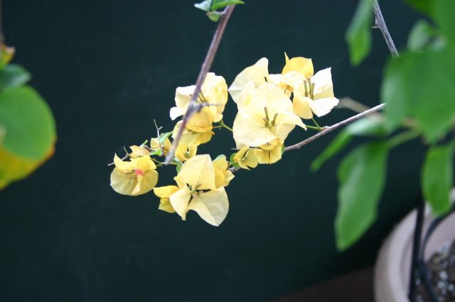 Bougainvillea x buttiana
