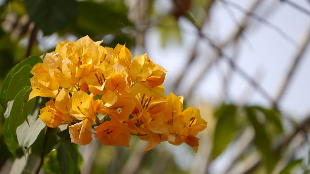 Buganvilla bráctea crema