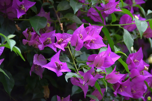 Buganvilla bráctea púrpura