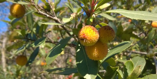 El estrambótico y peculiar caso del madroño