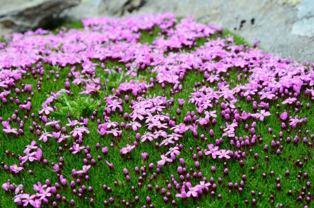 5 jardines alpinos que te sumergirán en la alta montaña
