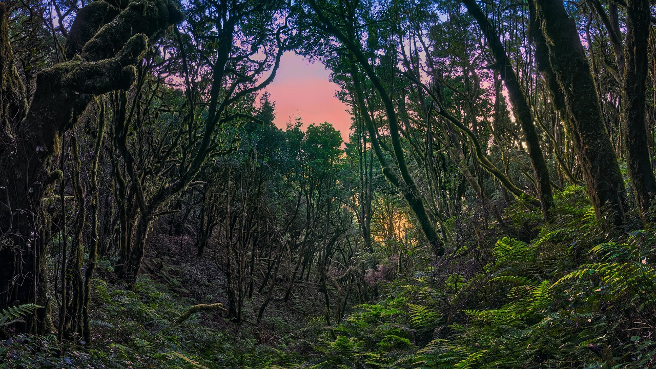 ¿Es peligroso el laurel?