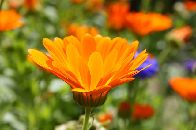 Plantas impermanentes