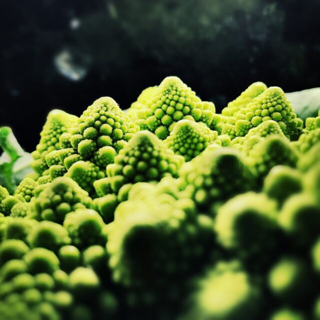 Botánica y geometría fractal