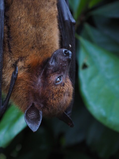 Murciélagos y otros polinizadores nocturnos